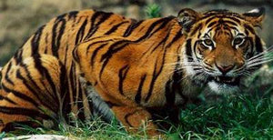 Javan Tiger